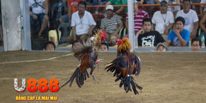 nn88 đăng nhập mậu binh khuyến mãi