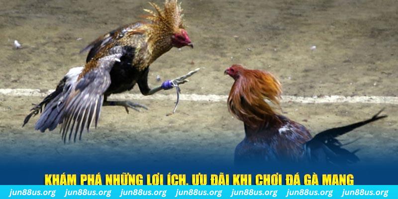 nn88 đăng nhập liêng live